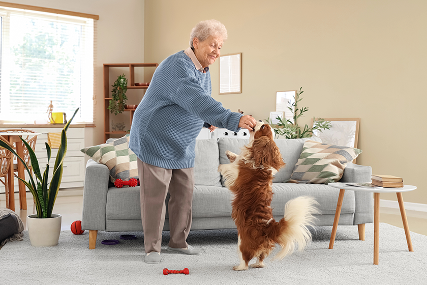 Senior woman playing with cute cavalier King Charles